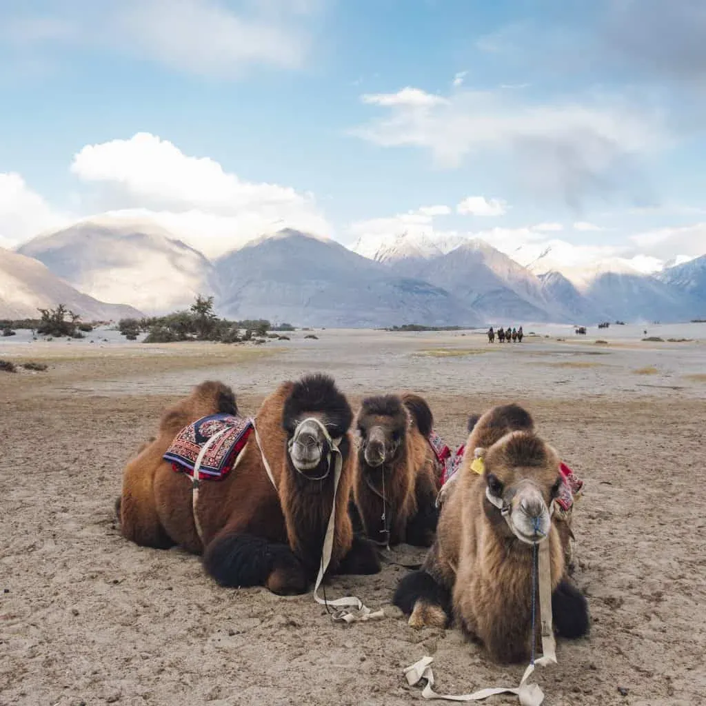 camellos en un full day de verano