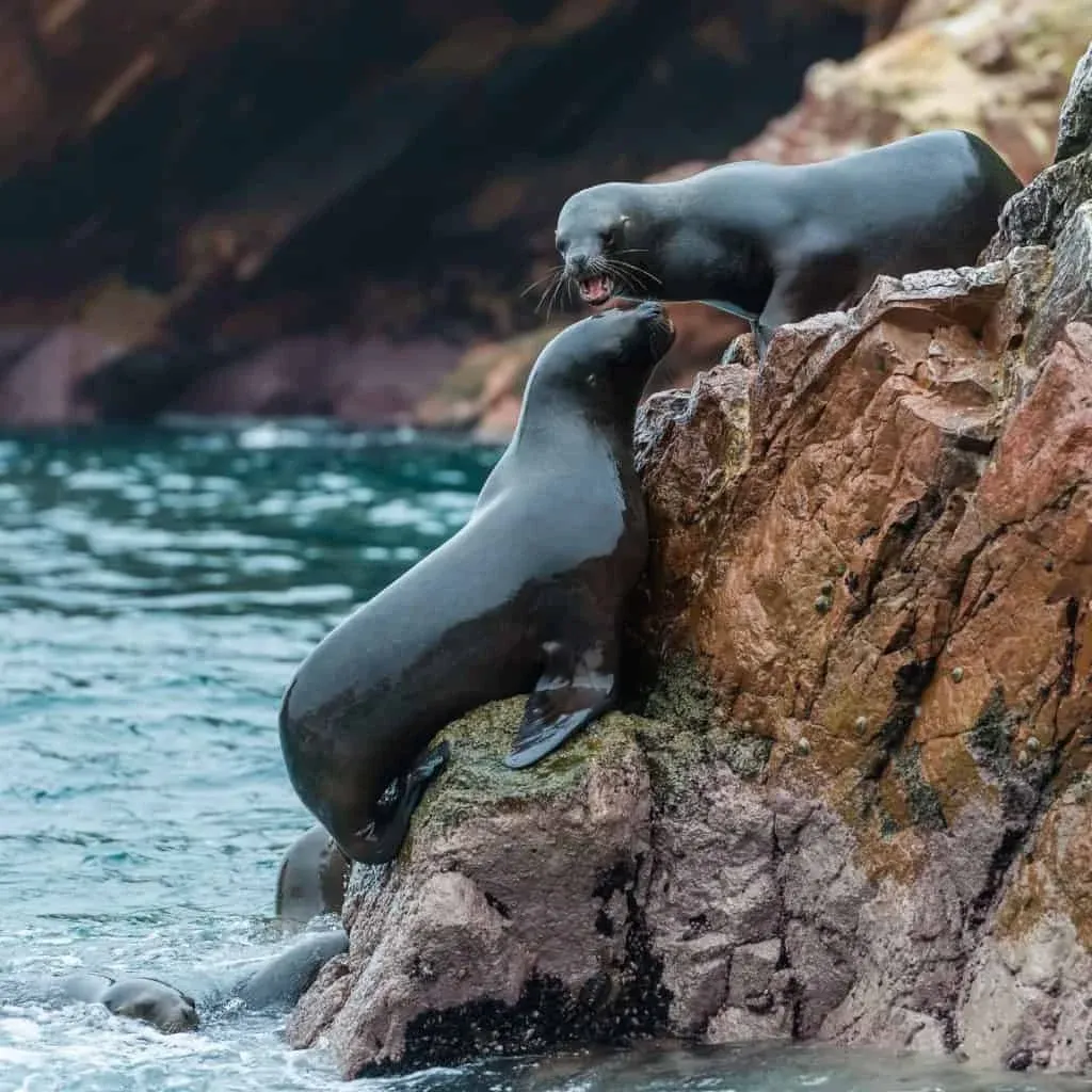 lobos marinos, en un full day de verano