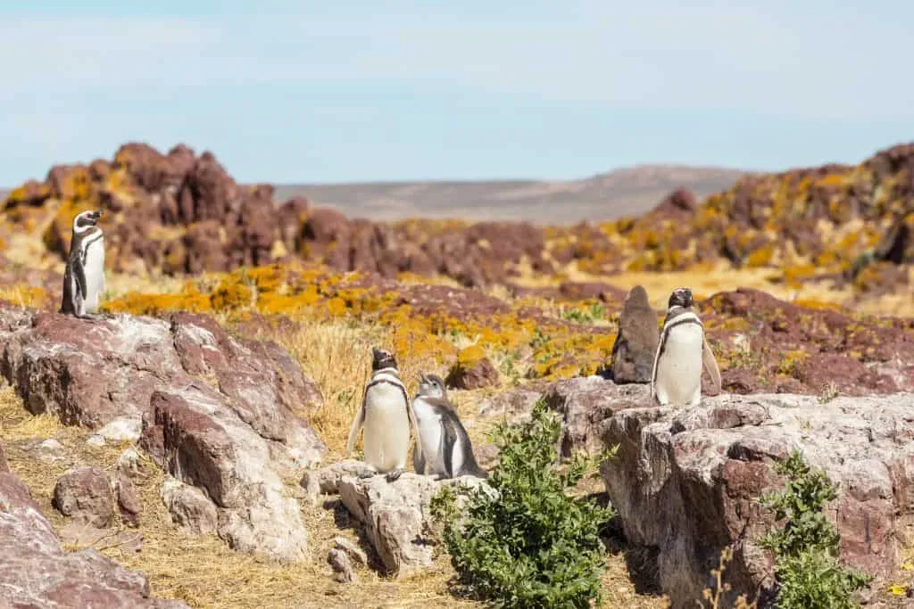 Full day con pingüinos 